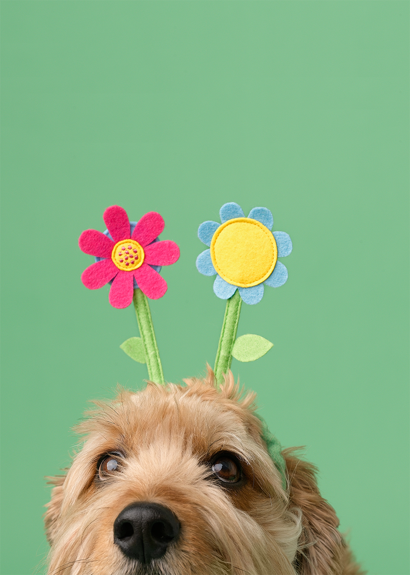 dog flowers