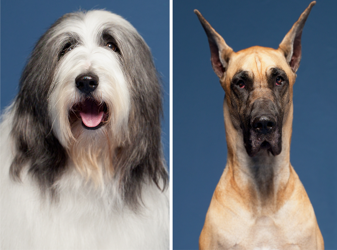 two dogs